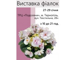 Выставка фиалок в Тернополе 27-29 января 2017